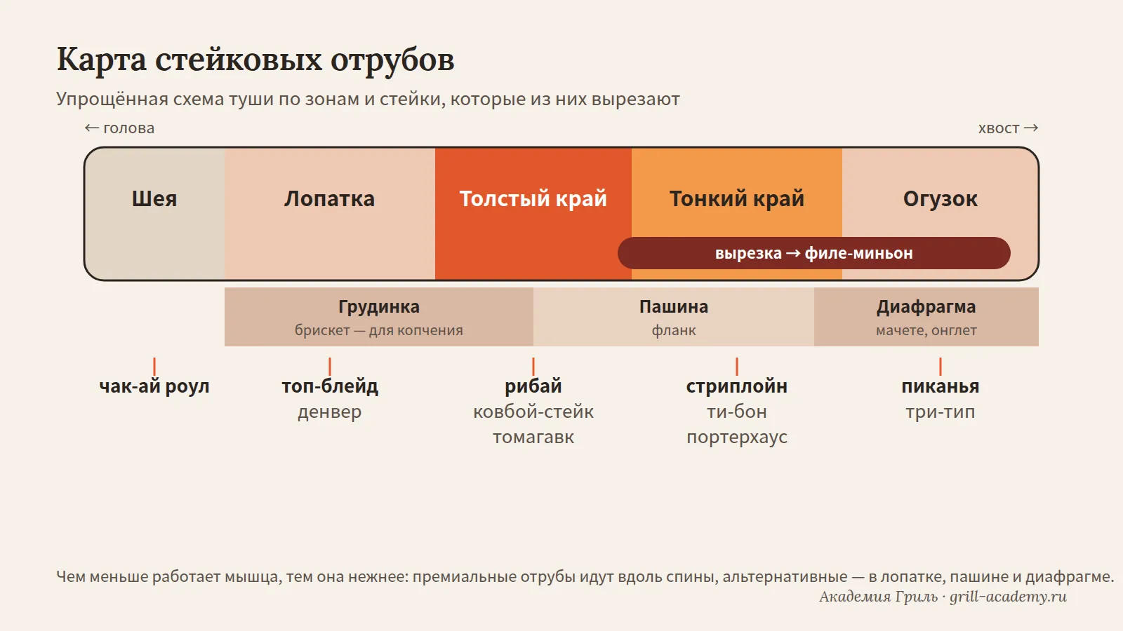 Карта стейковых отрубов говядины Схема говяжьей туши: из каких частей вырезают рибай, стриплойн, вырезку и альтернативные стейки