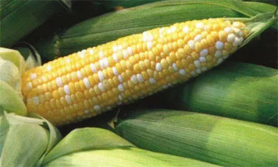 Салат из кукурузы с фасолью Салат из кукурузы с фасолью